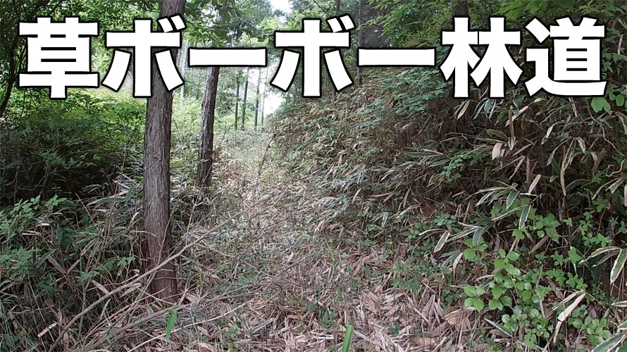 草ボーボー林道